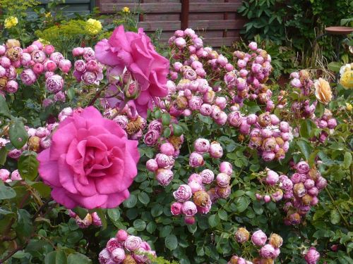 Nordsee-Urlaub 43 HELGOLAND-Impressionen