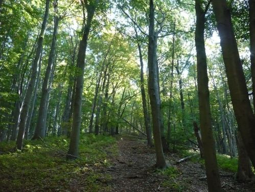 2012.10.11 Gr. HörselBerg-Wanderung 17 Abstieg