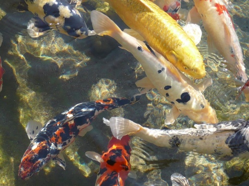 Bad Langensalza - Japanischer Garten