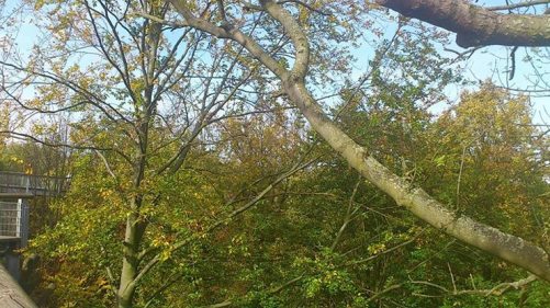 Besuch im Oktober 2014 12 Baumkronenpfad 2