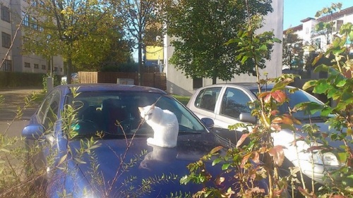 Kontrast Katze kontra Auto