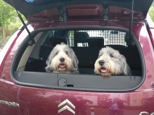 KURIOSES 34 MobilHundetheater