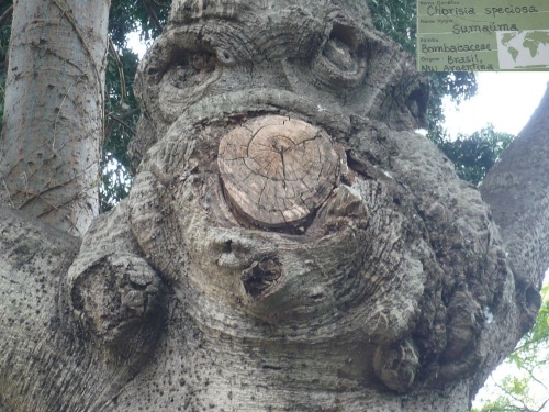 403 6.KSF FUNCHAL auf Madeira _ Impressionen