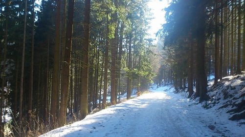 WinterWaldWanderung 2 FrdRoda