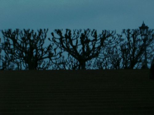 Gehölze - Dresden / Brühlsche Terrassen