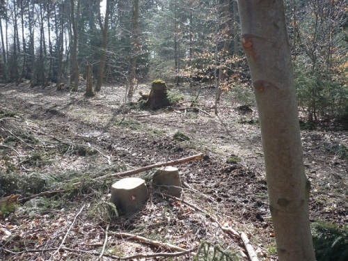 2015.04.09. Zum CarolinenTurm b. Blankenhain 11