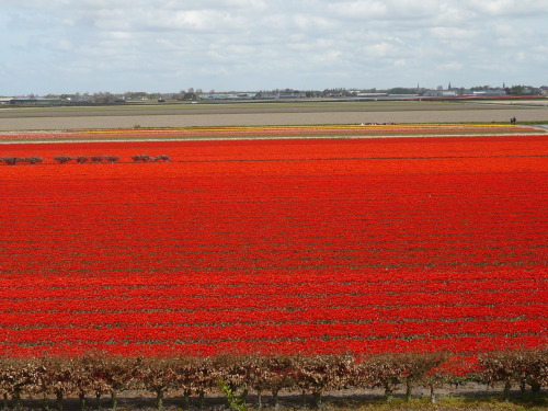 2015.04.30 - 05.03._52 KEUKENHOF