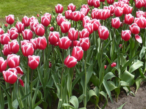 2015.04.30 - 05.03._49 KEUKENHOF