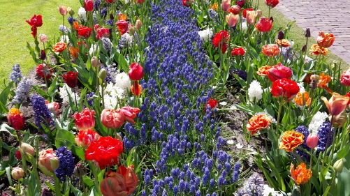 2015.04.30 - 05.03._46 KEUKENHOF