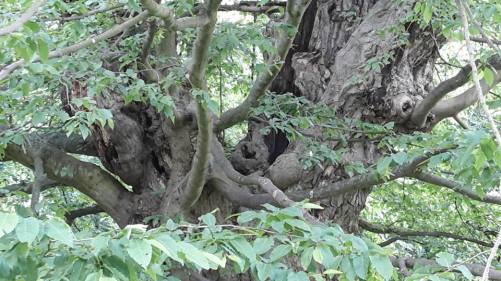 2015.06.07. Schloß und Park Ettersburg 7