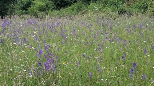 2015.06.07. Schloß und Park Ettersburg 4
