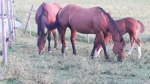 011 Ländliche Idylle