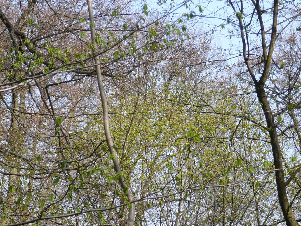 Österlicher Frühling 2