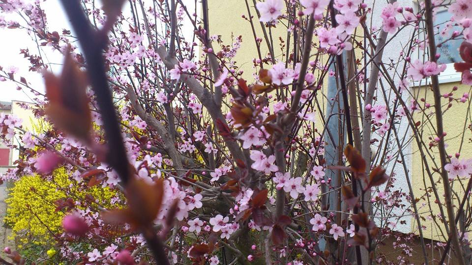 Frühling2014 vor der Haustür