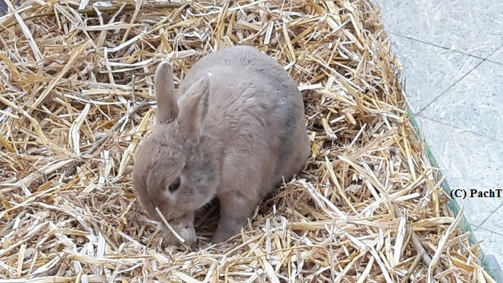 FrühlingsAnkunft Hase