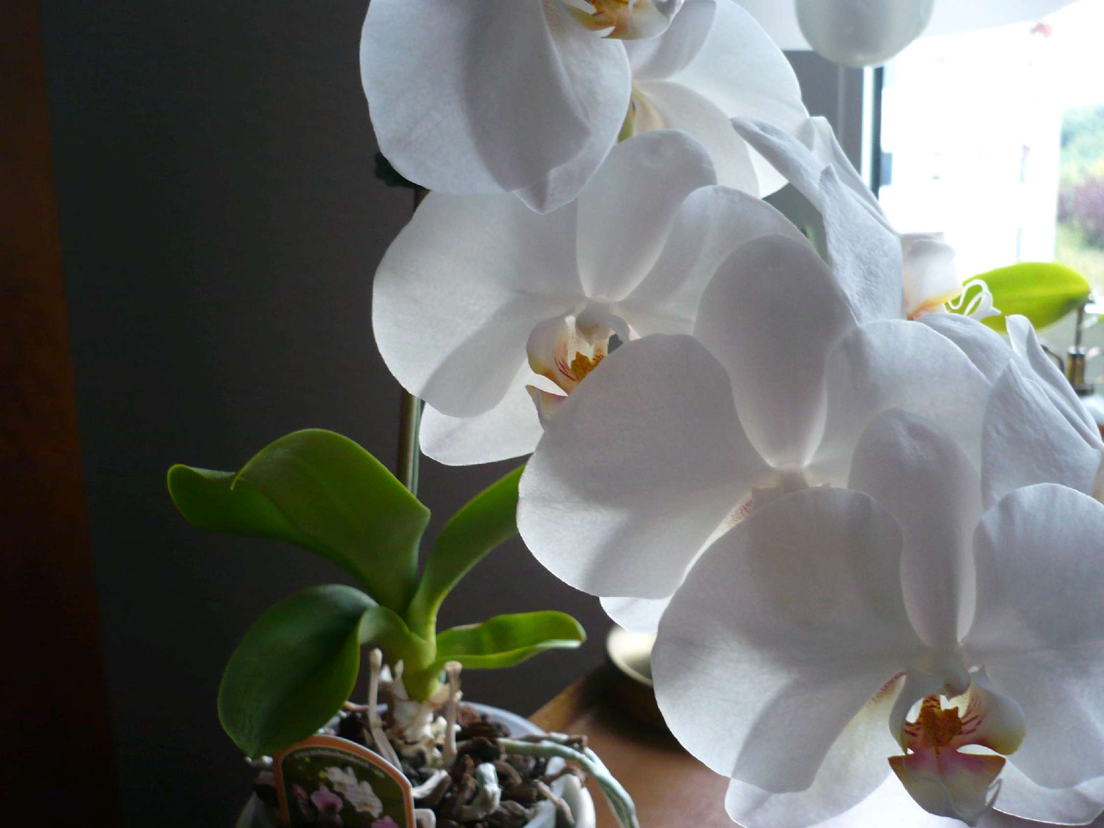 Orchideen .