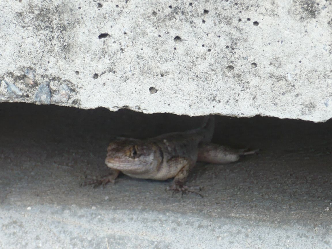 289 6.KSF RECIFE _ Impressionen