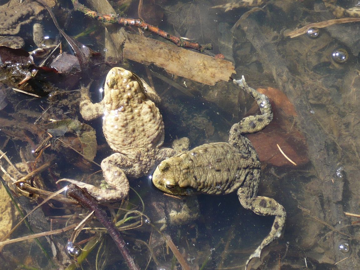 Kröten 3 EF Steiger 28.03.12