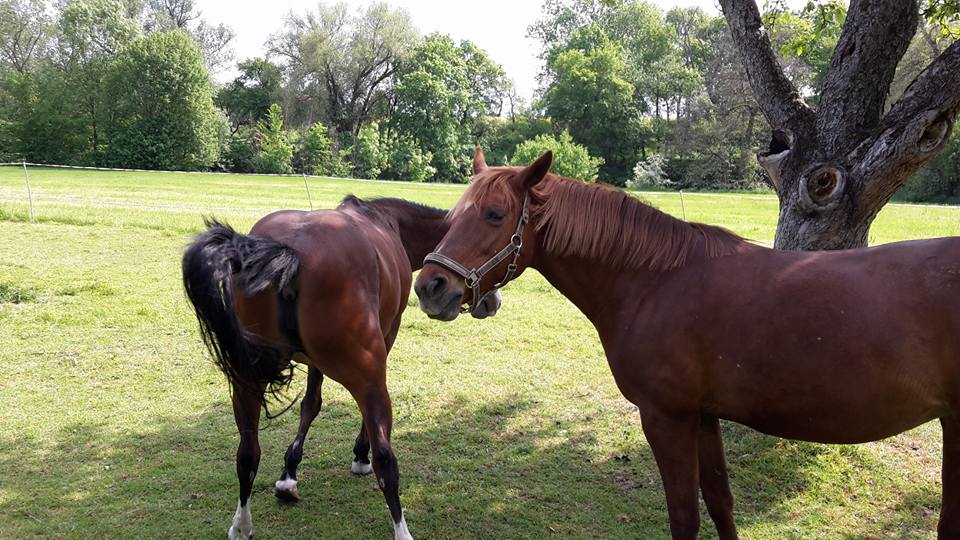 PFERDE _ Nein, ich will nicht fotografiert werden