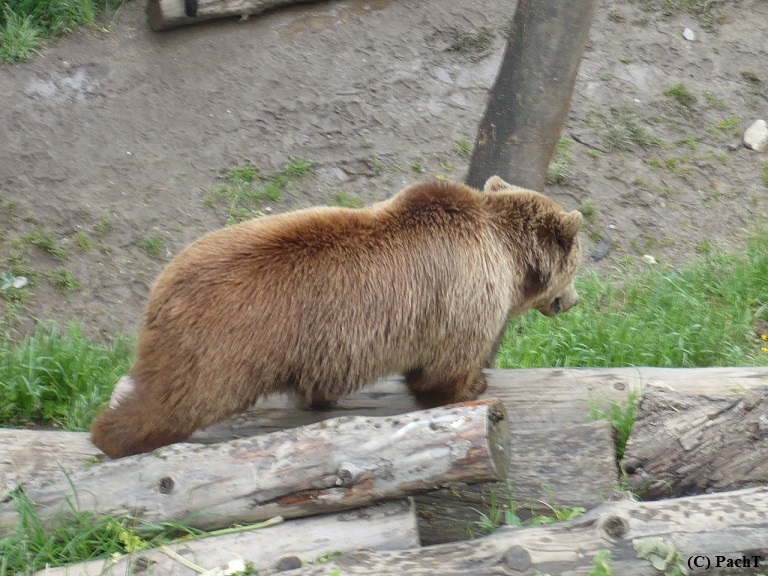 2016.05.23.-28. 044 Bern _ BärenGraben