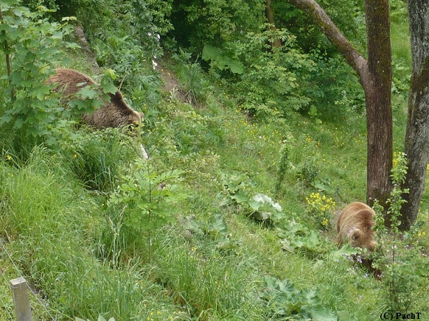 2016.05.23.-28. 045 Bern _ BärenGraben