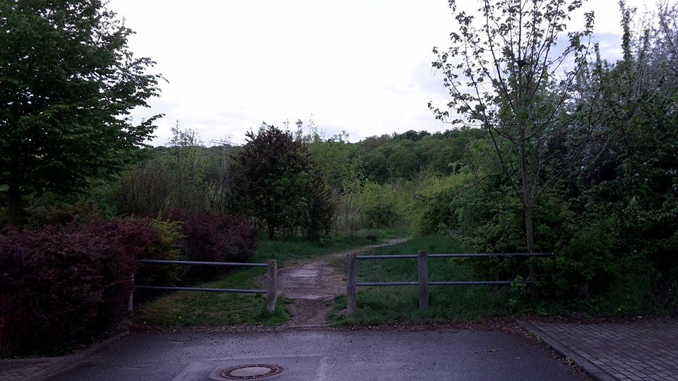 Am Buchberg Mein Weg zum Wald