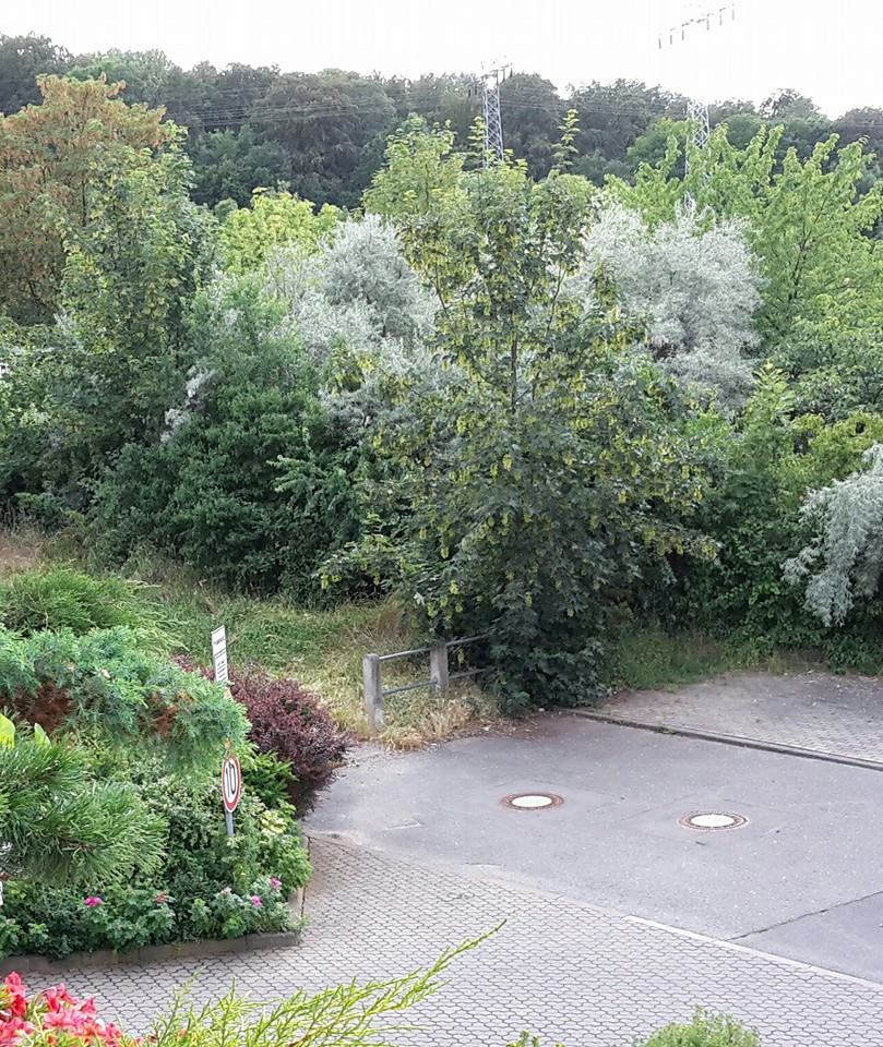 Am Buchenberg_Beginn meiner Spaziergänge