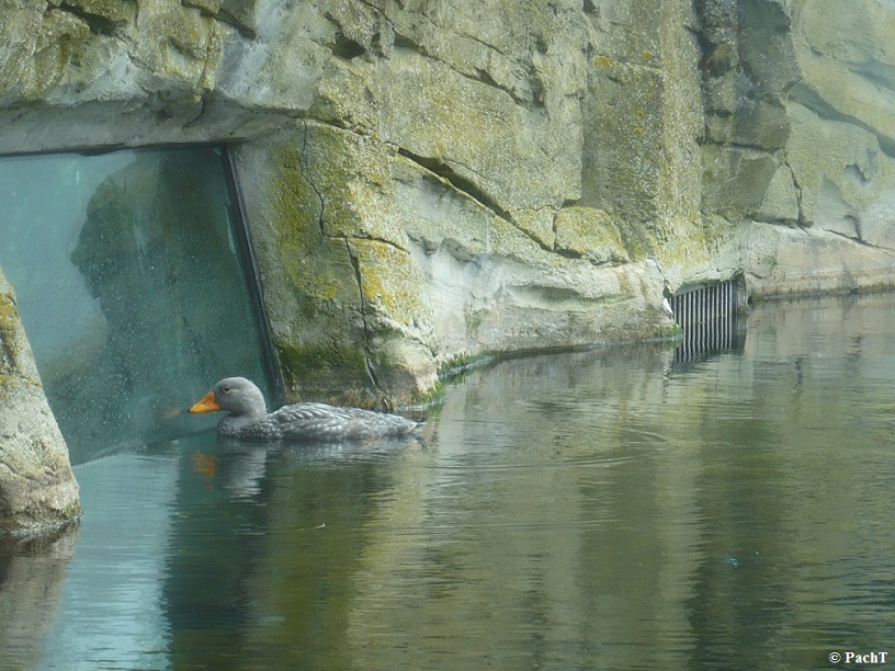 Bremerhaven 07 ZOO 4