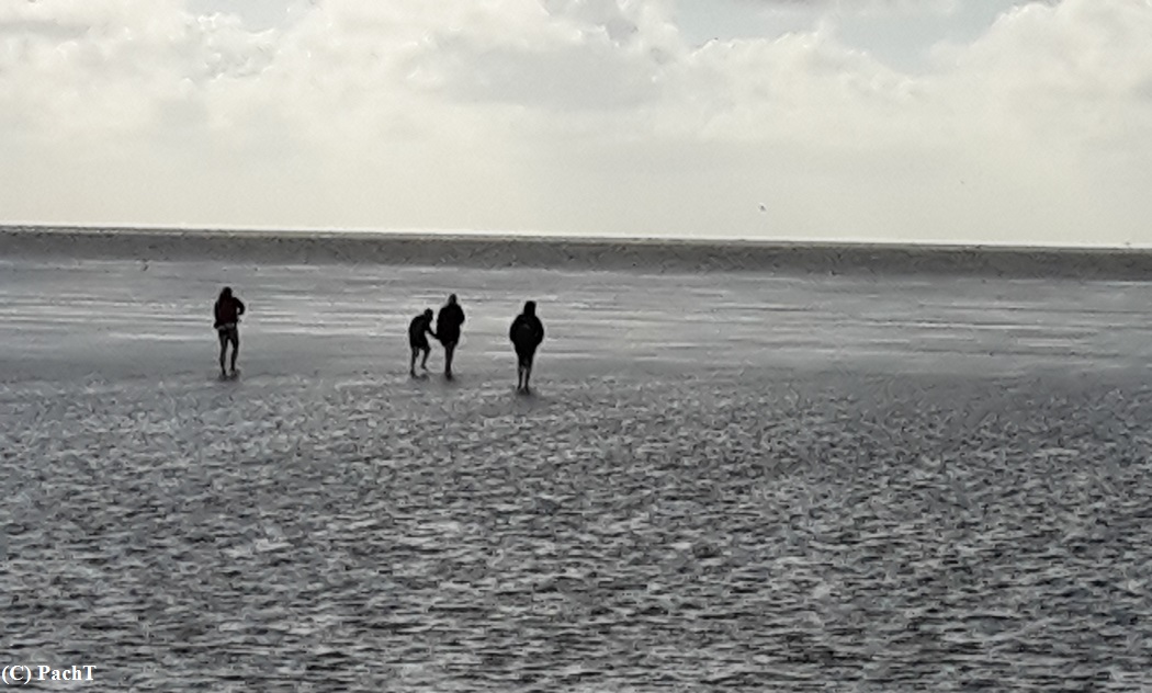 Dorum - Neufeld 19 WattenmeerSpaziergang