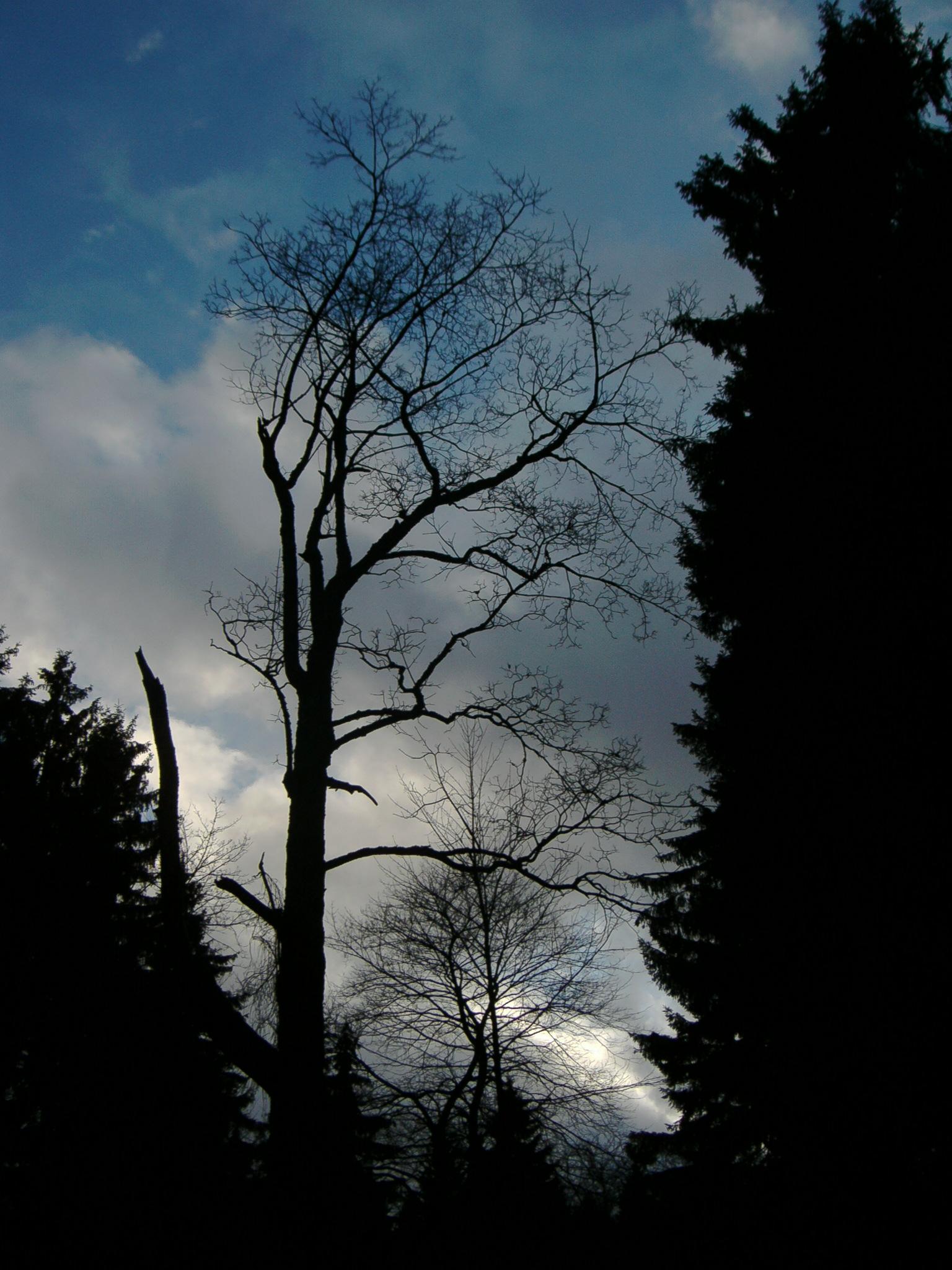 5MP-9G4 Digital Camera