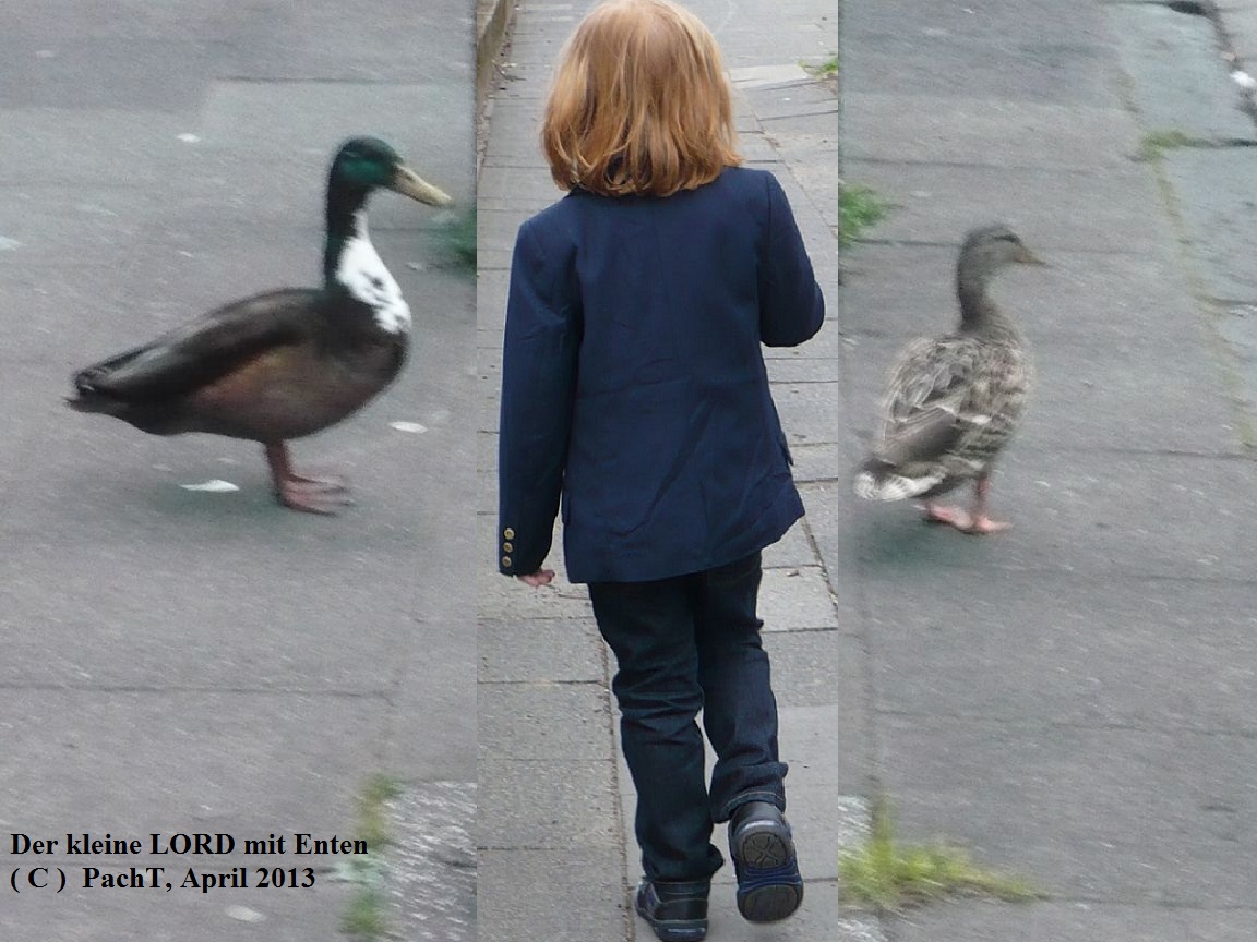 der-kleine-lord-leo-mit-enten