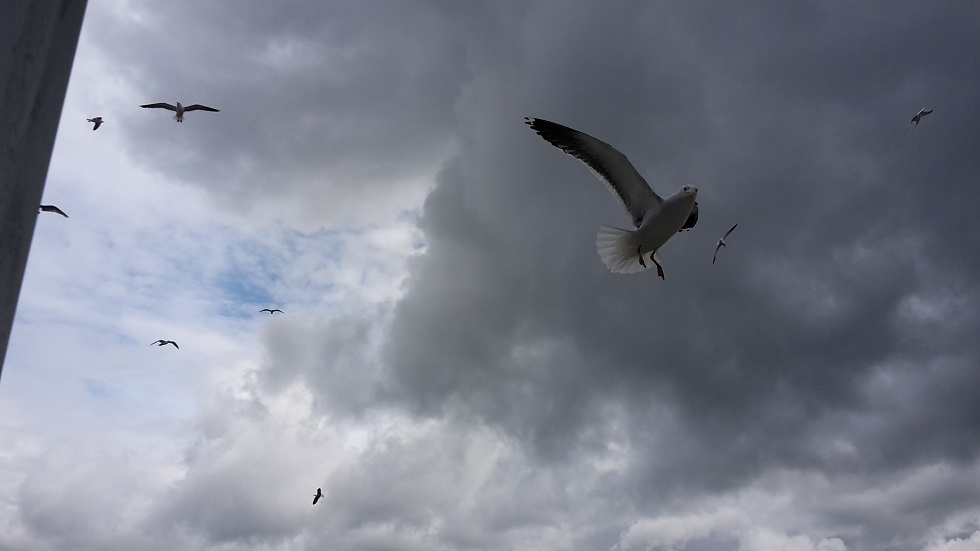 mo%cc%88ven-begleitung