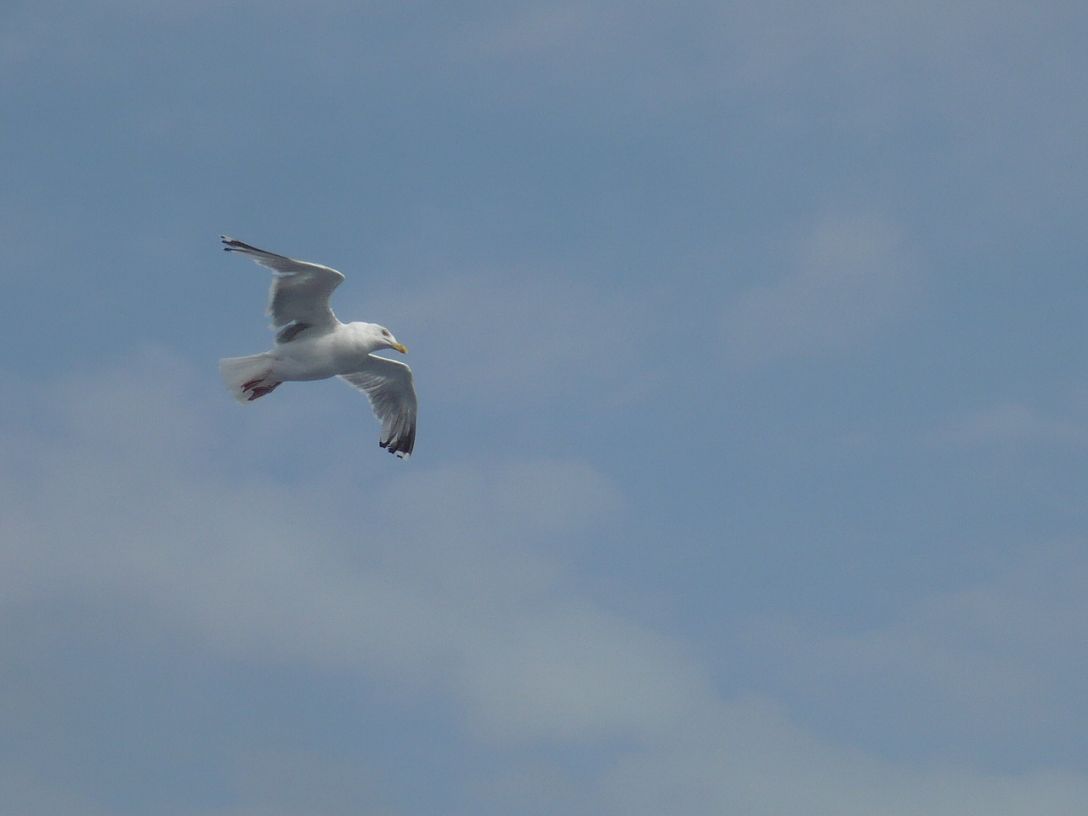 mo%cc%88we-im-flug-2