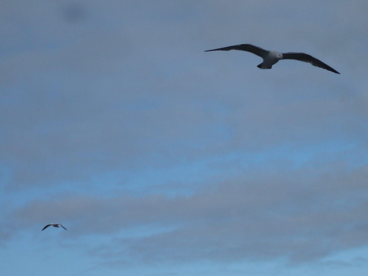 mo%cc%88wen-im-anflug