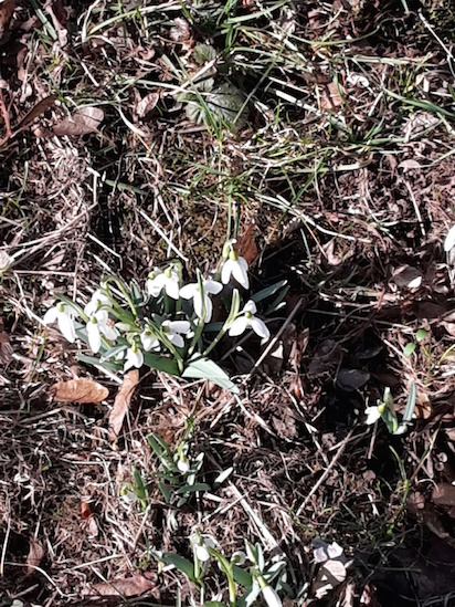 fru%cc%88hlingsboten-2017-02-27