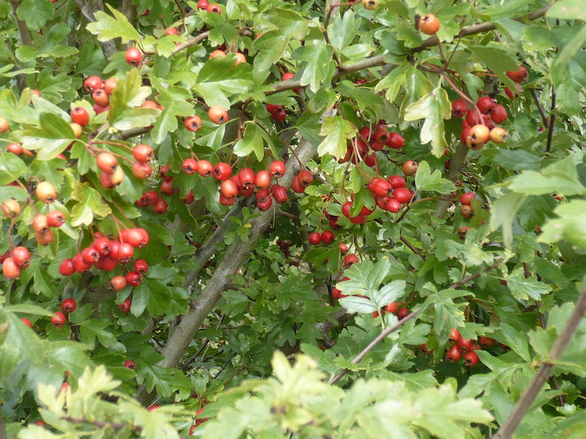 2017.09.05 Fünf-Schlösser-Blick-Spaziergang 07