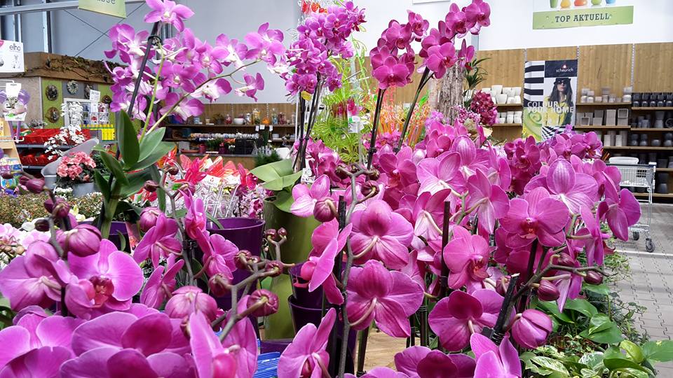 Blumenparadies MORANDA 1