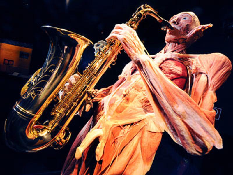 Körperwelten in Heidelberg 3