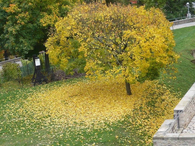 Herbst Blätter um Stamm