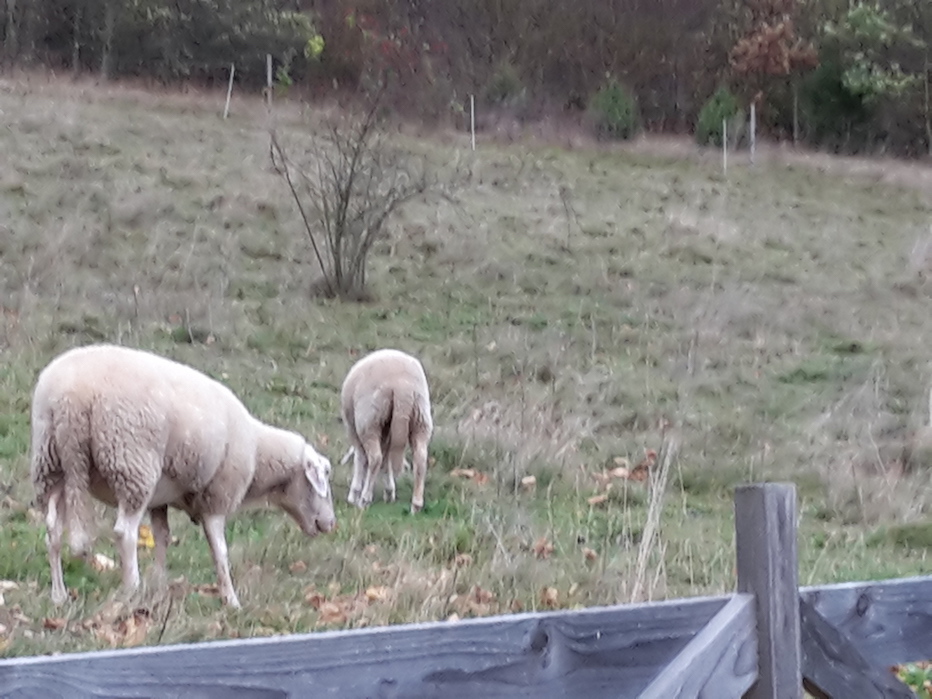 2017.10.30 _ 17 Freilichtmuseum Hohenfelden