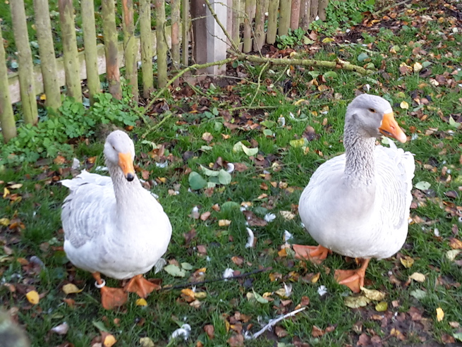 2017.10.30 _ 38 Freilichtmuseum Hohenfelden