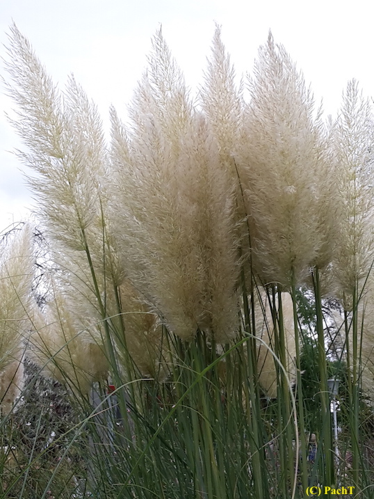 2017.10.31 11 egaPark KürbisFest