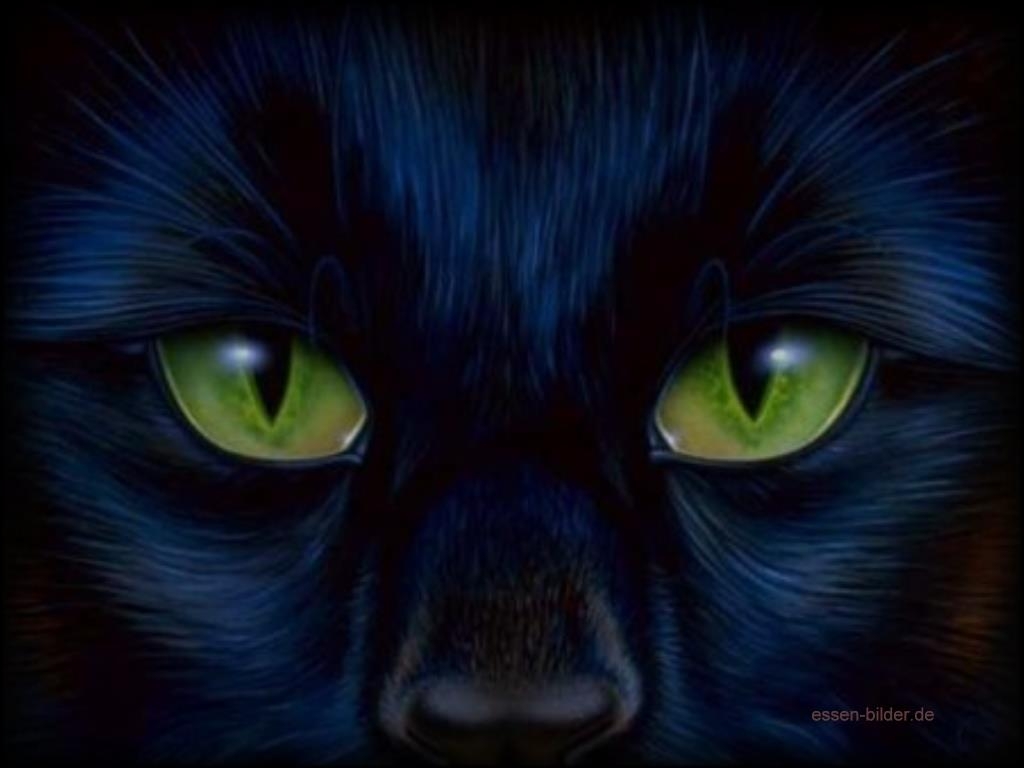 blaue katze