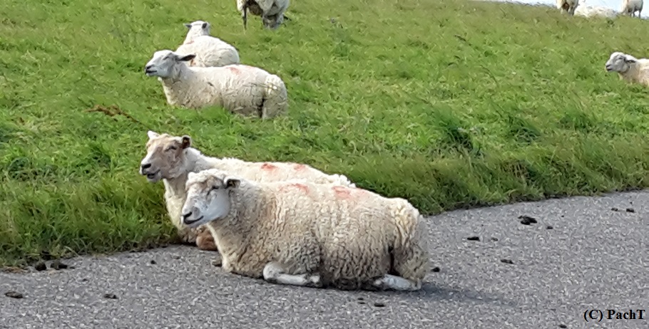 Bensersiel 15 DeichWanderung