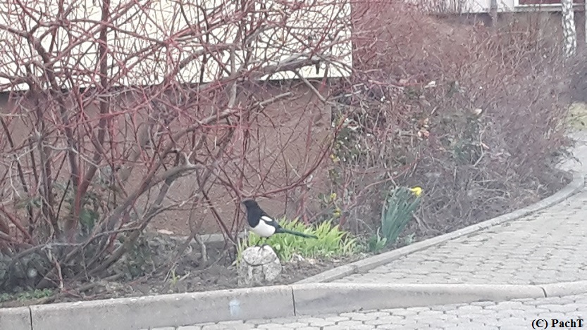 FrühlingsAnkunft Elster