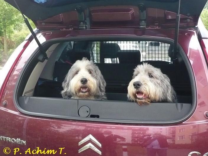 KURIOS 34 MobilHundetheater