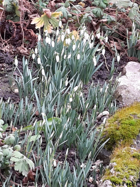 SchneeGlöckchen 27.01.18 Weimar