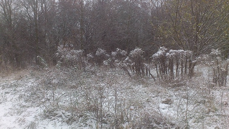 Schnee von gestern 2 _ 03.Dez.2014