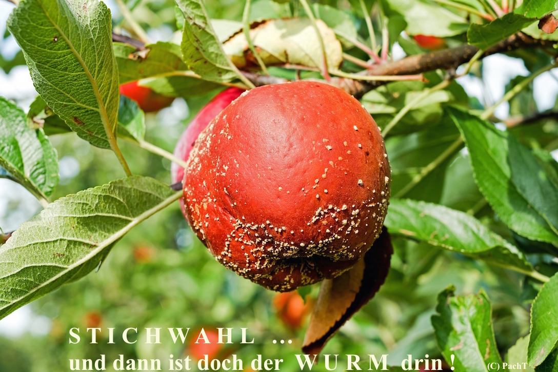 025 OB - WAHLEN in EF Ende der heißen Phase