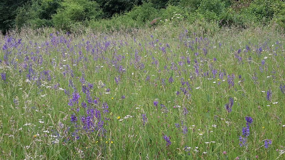 2015.06.07. Schloß und Park Ettersburg 4